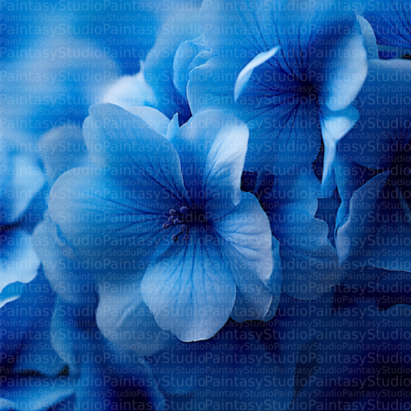Petali Blu