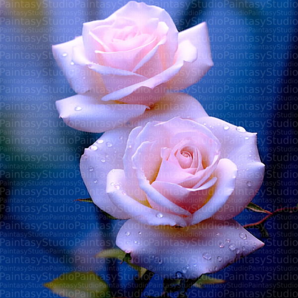 Rose affascinanti